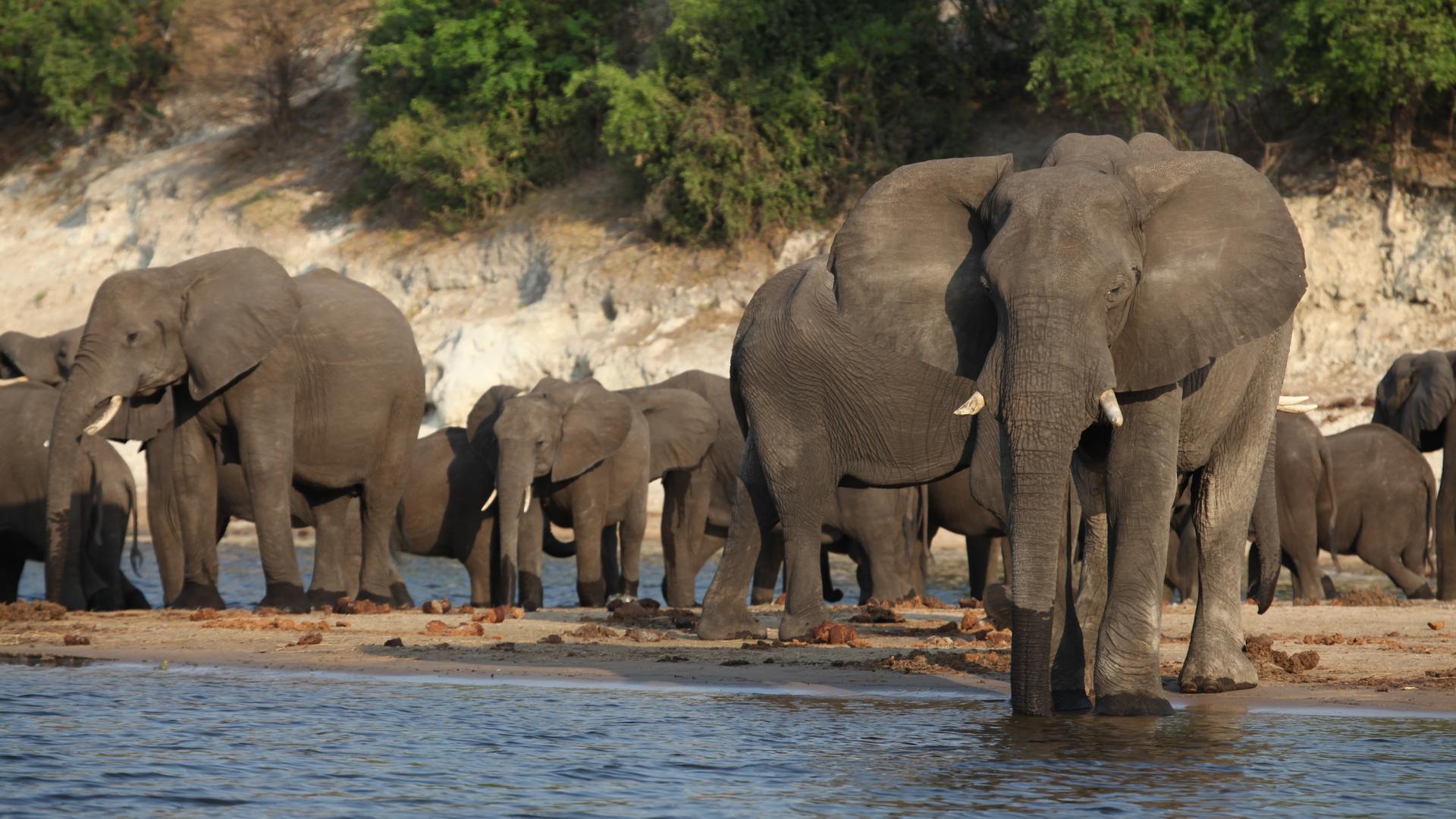 Muchenje Safari Lodge